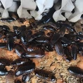 Potrebuje 500 Medium Dubia Roaches misku na vodu alebo vodný gél?